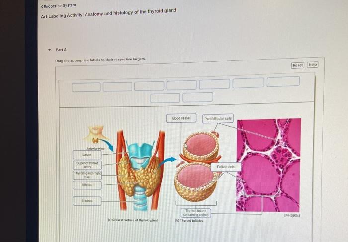 Art-labeling activity the structure of the thyroid gland