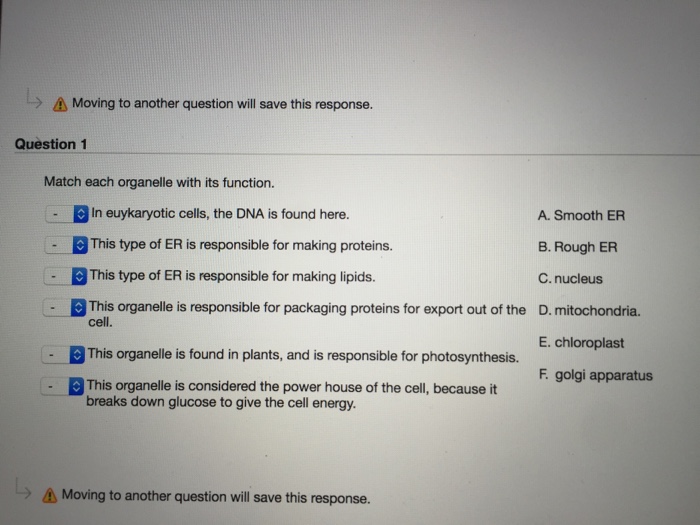 Match each cell organelle with its description