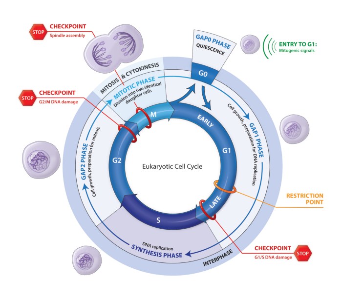 The eukaryotic cell cycle and cancer answers