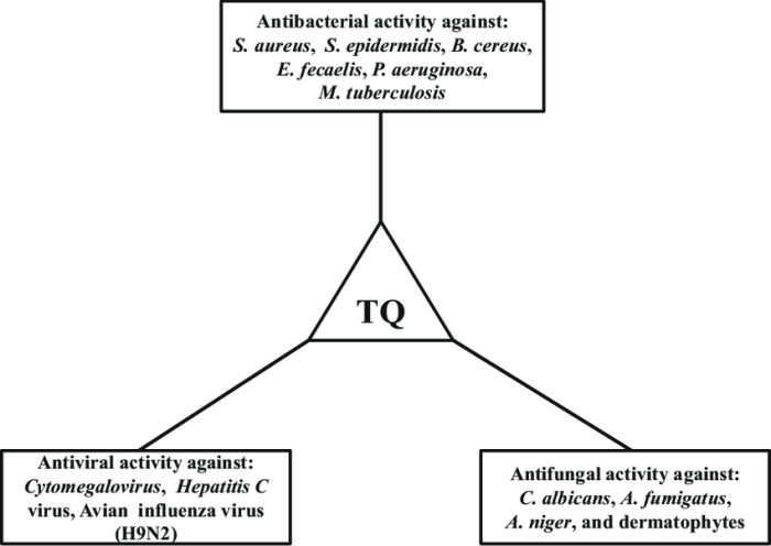 Bacteria viruses microorganisms