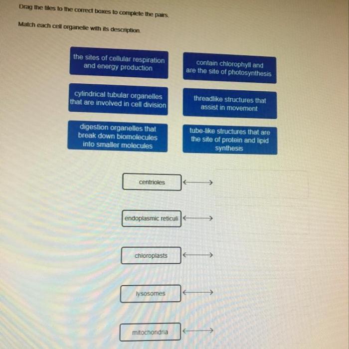 Match each cell organelle with its description