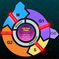 The eukaryotic cell cycle and cancer answers