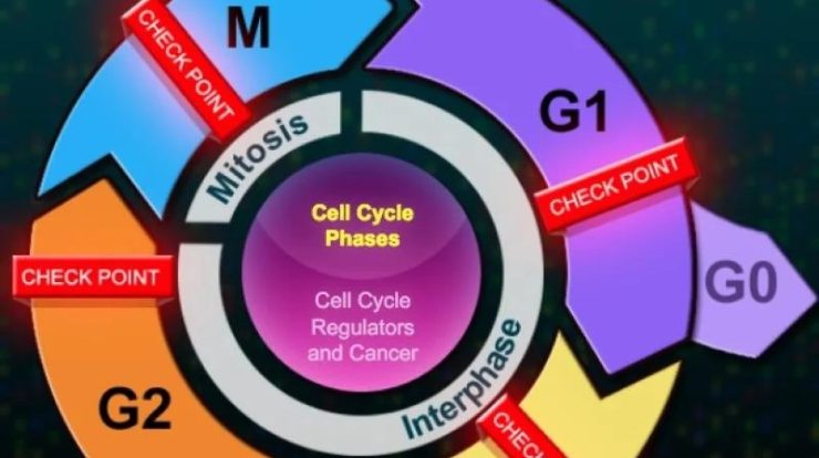 The eukaryotic cell cycle and cancer answers