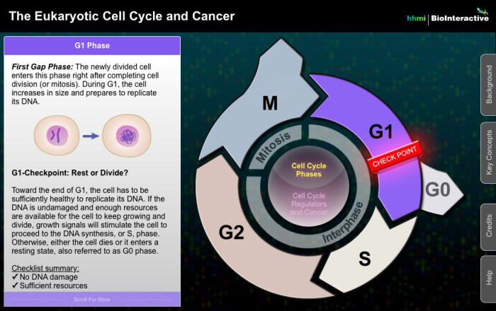 The eukaryotic cell cycle and cancer answers