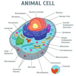 Cell organelles organelle function cells biology their membrane cellular worksheet structure parts table animal its science functions they components bing