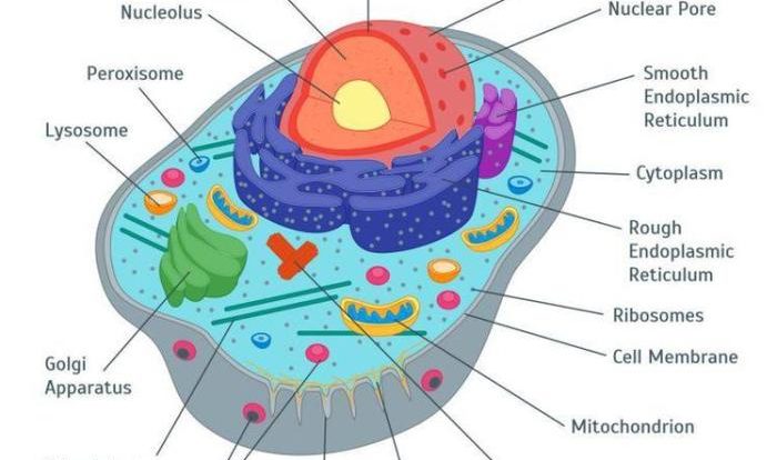 Cell organelles organelle function cells biology their membrane cellular worksheet structure parts table animal its science functions they components bing