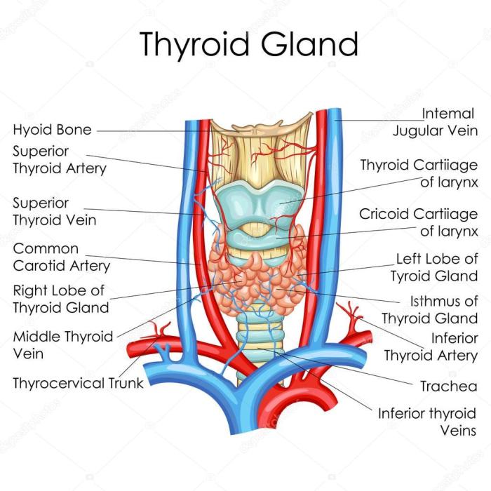 Art-labeling activity the structure of the thyroid gland