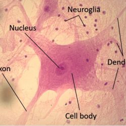 Art-labeling activity structure of nervous tissue