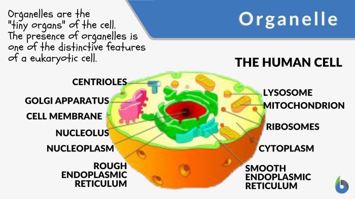 Match organelle each chegg